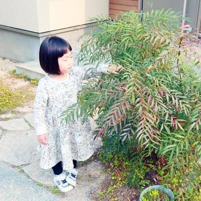 庭木のお手入れ | 庭.pro 東京