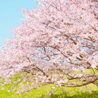 桜(ソメイヨシノ)