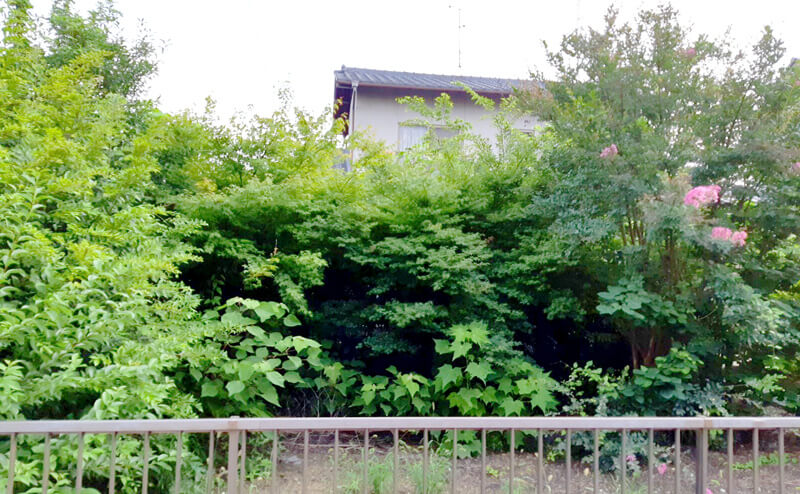 鬱蒼と生い茂った樹木のある岡山にあるお家のお庭