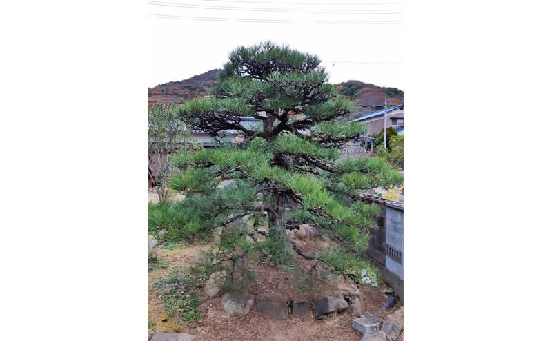 樹齢100年以上の黒松を剪定 岡山県倉敷市 庭のプロ集団 庭 Pro