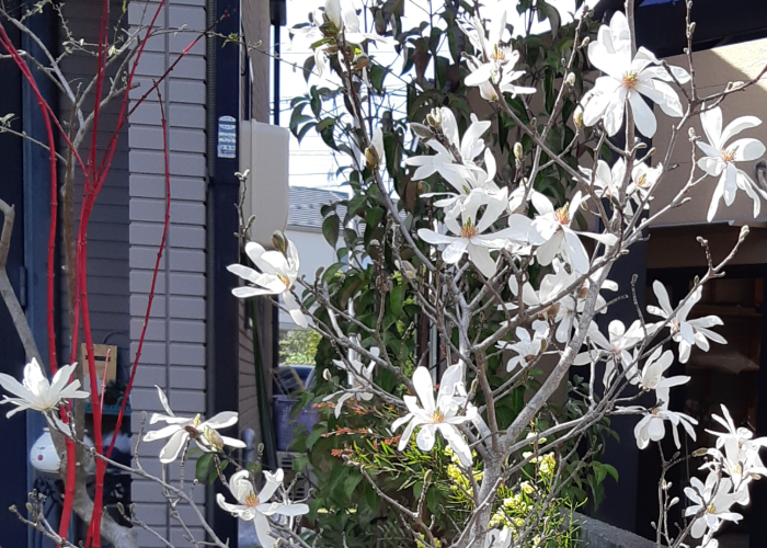 ヒメコブシの可愛く清楚な白い花が咲きました 庭 Pro ニワドットプロ