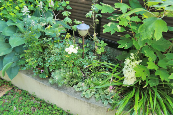 柏葉アジサイとアナベルの白色が上品に季節感を感じさせてくれてます 庭 Pro ニワドットプロ