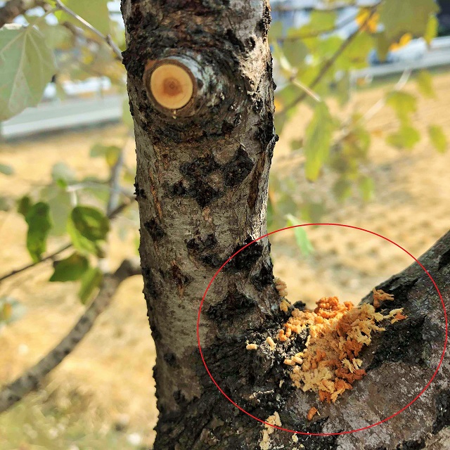 木の周りに木くずを発見 見逃せない害虫のサインとは 庭のプロ集団 庭 Pro