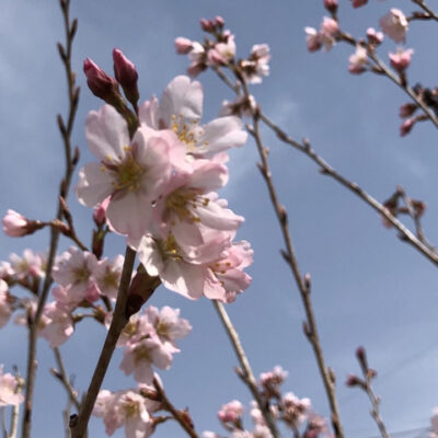 アーモンド Vs サクランボ Vs 初御代桜 どれが好き 庭のプロ集団 庭 Pro