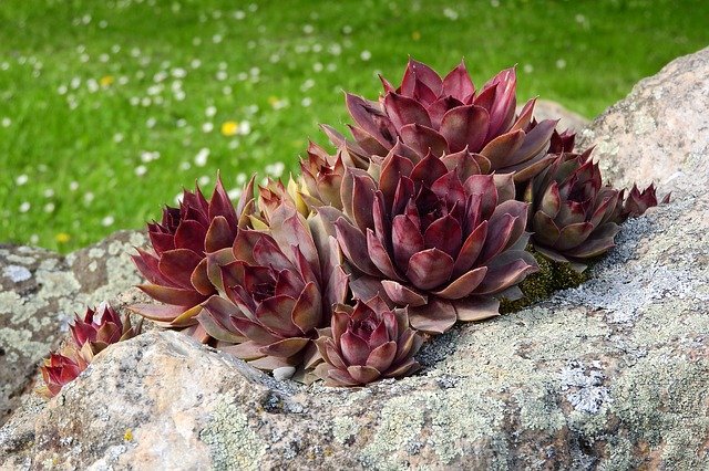 ドライガーデンにぴったりな多肉植物15選「センペルビウム」 by 庭.pro