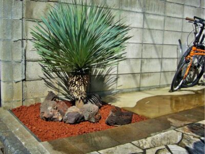 ユッカ・ロストラータのドライガーデンの庭づくり（東京都足立区）