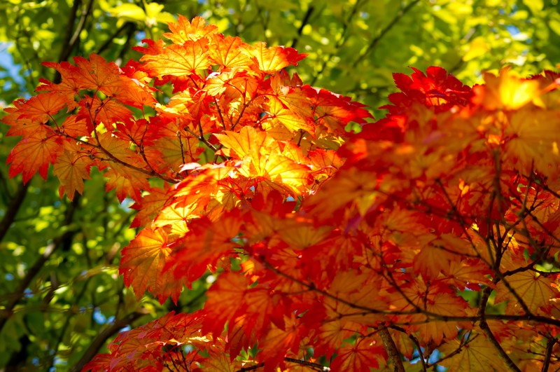 紅葉の木 お庭に植えてみたい紅葉する樹45種 庭のプロ集団 庭 Pro