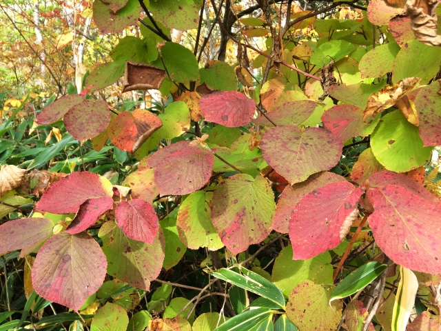 紅葉の木🍁お庭に植えてみたい紅葉する樹45種 - 庭のプロ集団 庭.pro