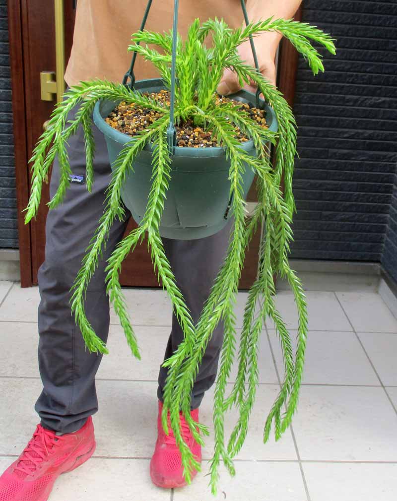 リコポディウムSP フペルジア - 植物/観葉植物