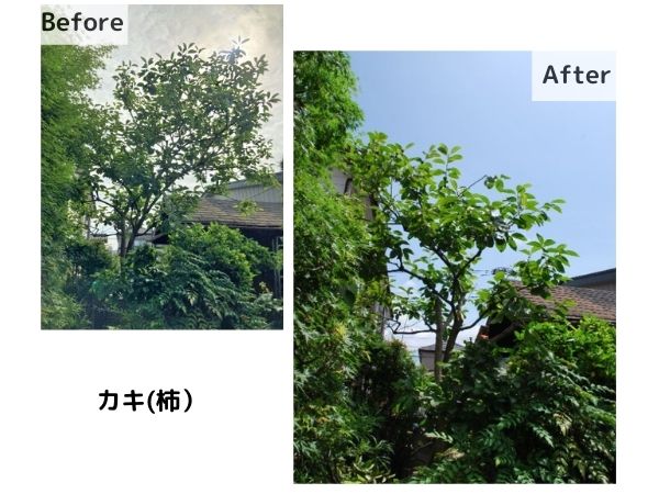kasukabe_before・after_persimmon
