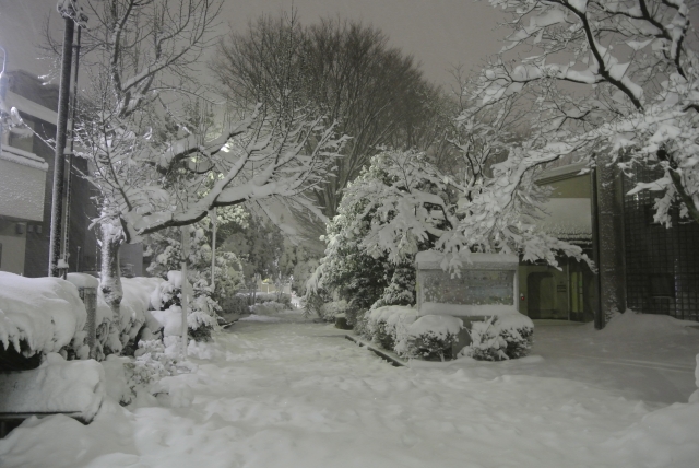 降雪の東京｜庭.pro